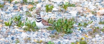 Killdeer - Keilschwanz-Regenpfeifer