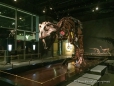 Royal Tyrrell Museum