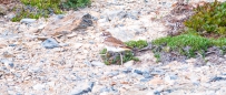 Killdeer - Keilschwanz-Regenpfeifer