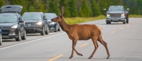 Vorfahrt für das Wapiti ;)