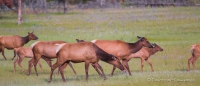 Die Wapitis genießen die leckeren saftigen Wiesen...