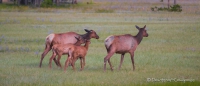 Die Wapitis genießen die leckeren saftigen Wiesen...