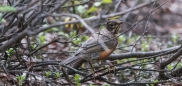 American Robin - Wanderdrossel - mal nicht auf dem Boden, sondern im Baum ;)