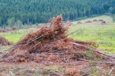 das alte Holz wird hier sogar aufgebeugt und nicht einfach liegen gelassen...