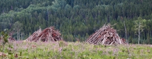 das alte Holz wird hier sogar aufgebeugt und nicht einfach liegen gelassen...