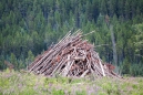 das alte Holz wird hier sogar aufgebeugt und nicht einfach liegen gelassen...