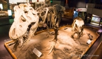 Royal Tyrrell Museum