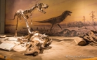 Royal Tyrrell Museum