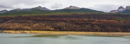 verbrannte Wälder am Medicine Lake