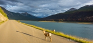 Bighorn-Sheep in der Abendsonne am Medicine Lake