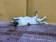 schlafende Hunde in Cafayate