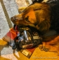 schlafende Hunde in Cafayate... Wachhund für die Kamera