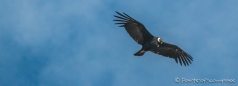Condor - Andenkondor