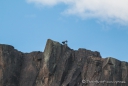 der Andenkondor ist ca 700-800 Meter von uns entfernt und immer noch gut zu erkennen
