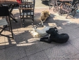 die Hunde warten im Restaurant auf Gäste ;)