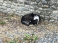 ... bevor sie sich an die Mauer kuschelt für ein kurzes Nickerchen