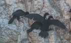 Biguás - Olivenscharben - Neotropic Cormorants