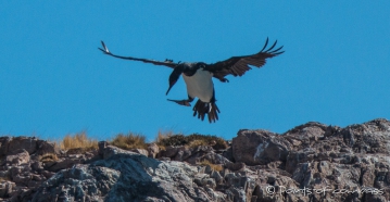 Cormorán Cuello Negro - Felsenscharbe - Rock Shag