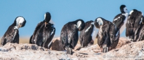 Comoráns Imperial - Königs-Kormoran - Imperial Shag