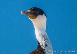 Comoráns Imperial - Königs-Kormoran - Imperial Shag