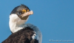 Comoráns Imperial - Königs-Kormoran - Imperial Shag