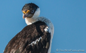 Comoráns Imperial - Königs-Kormoran - Imperial Shag