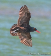 Comoráns Imperial - Königs-Kormoran - Imperial Shag