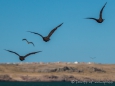 Comoráns Imperial - Königs-Kormoran - Imperial Shag