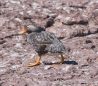 Quetro Volador - Langflügel-Dampfschiffente - Flying Steamerduck... wer für diese Namensgebung verantwortlich war, hat seiner Kreativität freien Lauf gelassen ;))