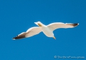 Gaviota Gris - Blutschnabelmöwe - Dolphin Gull