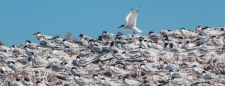 Gaviotin Sudamericano - Falklandseeschwalben - South American Tern