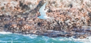 Gaviotin Sudamericano - Falklandseeschwalben - South American Tern