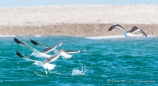 Gaviota Gris - Blutschnabelmöwe - Dolphin Gull