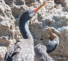 Cormorán Gris - Rotfußkormoran - Red-legged Cormorant