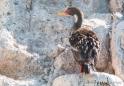 Cormorán Gris - Rotfußkormoran - Red-legged Cormorant