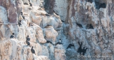 Biguás - Olivenscharben - Neotropic Cormorants