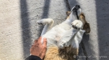 und natürlich haben wir wieder Hundebesuch