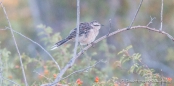 ... nach zweieinhalb Wochen rollen wir wieder und können dem Vogelgezwitscher wieder lauschen