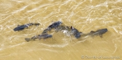 Katzenfische tummeln sich im Rio Iguaçu
