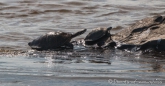 die Schildkröten sonnen sich im Rio Iguaçu
