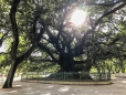 in den Parks sind tolle riesige alte Bäume