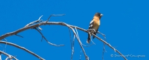 Black-headed Grosbeak - Schwarzkopf-Kernknacker