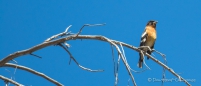 Black-headed Grosbeak - Schwarzkopf-Kernknacker