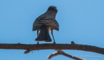 Cassins‘s Kingbird - Cassinkönigstyrann