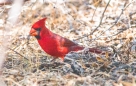 Northern Cardinal - Roter Kardinal