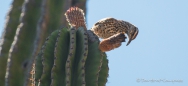 Cactus Wren - Kakteen Zaunkönig