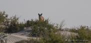 morgendlicher Besuch eines Coyoten