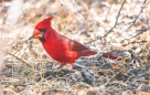 Northern Cardinal - Roter Kardinal