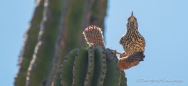 Cactus Wren - Kakteen Zaunkönig