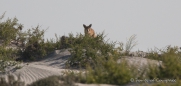 morgendlicher Besuch eines Coyoten